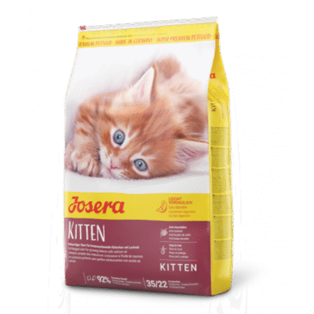 Kitten